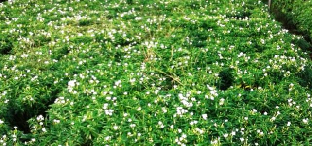 Jasa Tukang Taman dan Tukang Rumput Kelapa Gading