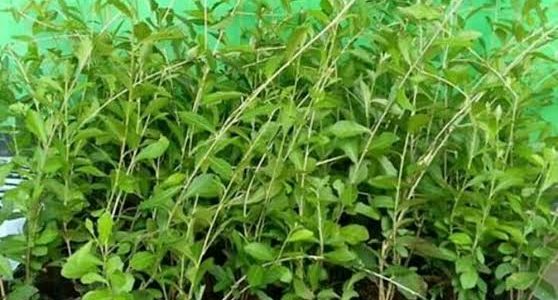 Jasa Tukang Taman dan Tukang Rumput Leuwiliang, Lewiliang