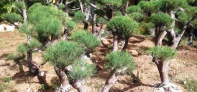 Jasa Tukang Taman dan Tukang Rumput Pasar Minggu